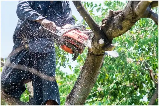 tree services Highland Haven